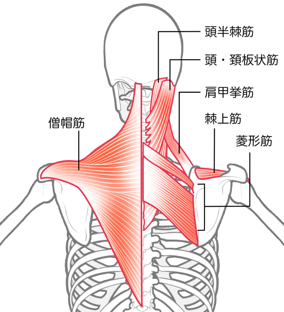 筋肉図
